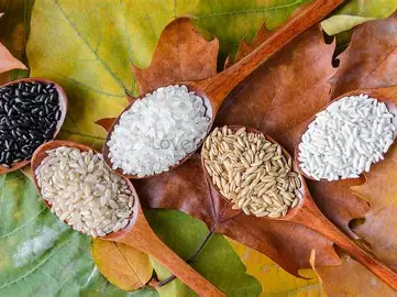 Oilseeds